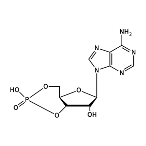 環磷酸腺苷